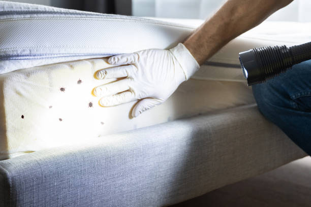 Best Ant Control Services  in Powderly, TX