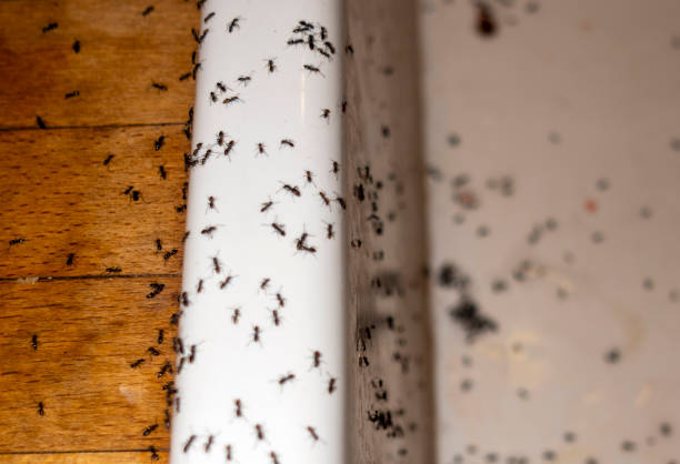Best Pest Inspection Near Me  in Powderly, TX