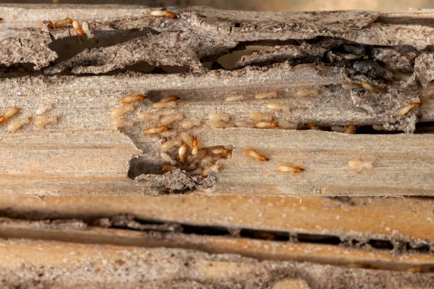 Best Pest Removal Services  in Powderly, TX